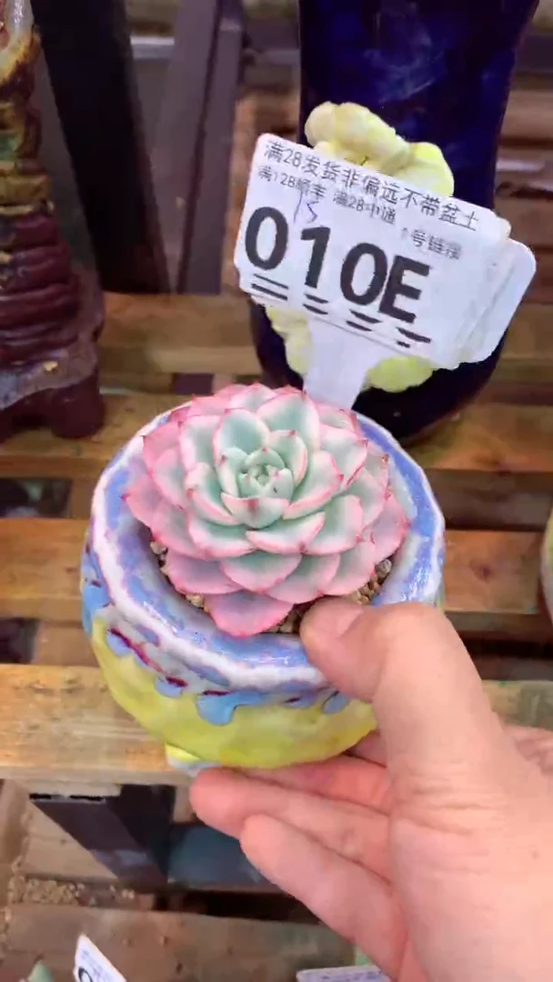 010E（一物一拍实付满28发货，默认不带盆土）
