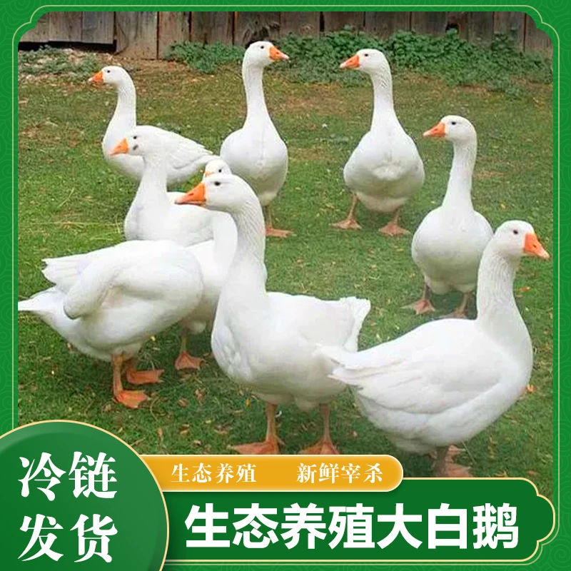 水库放养大白鹅 青年鹅 单只净重5斤以上 带心肝舌