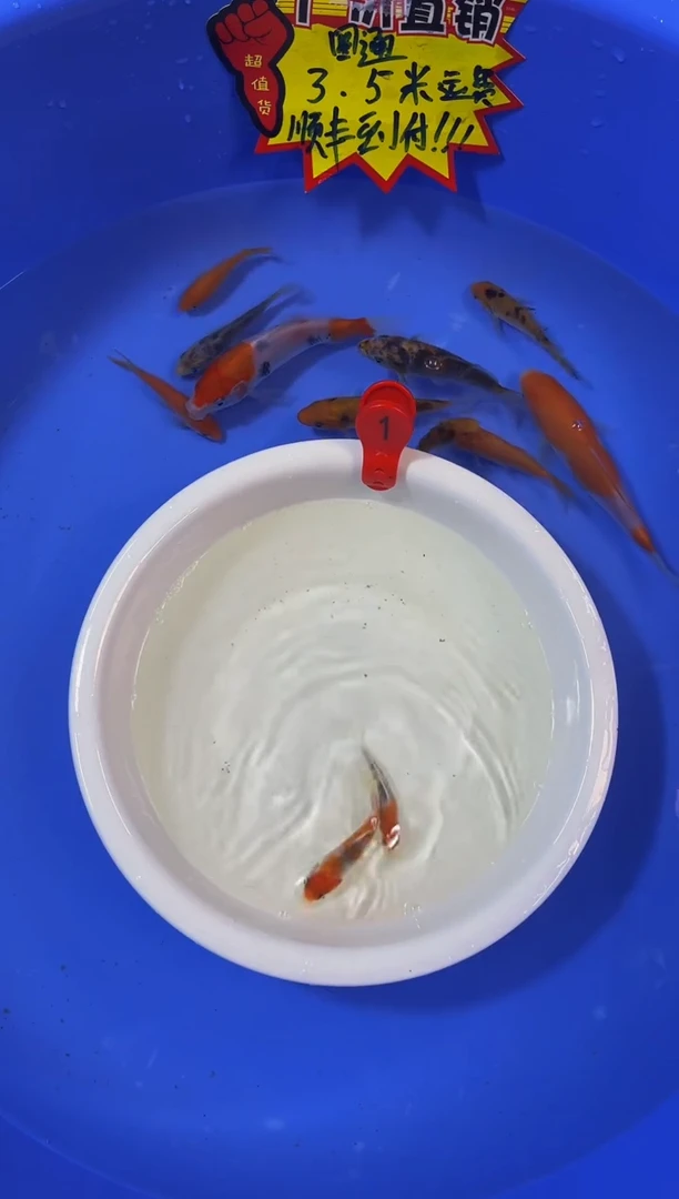 锦鲤活体二号链接