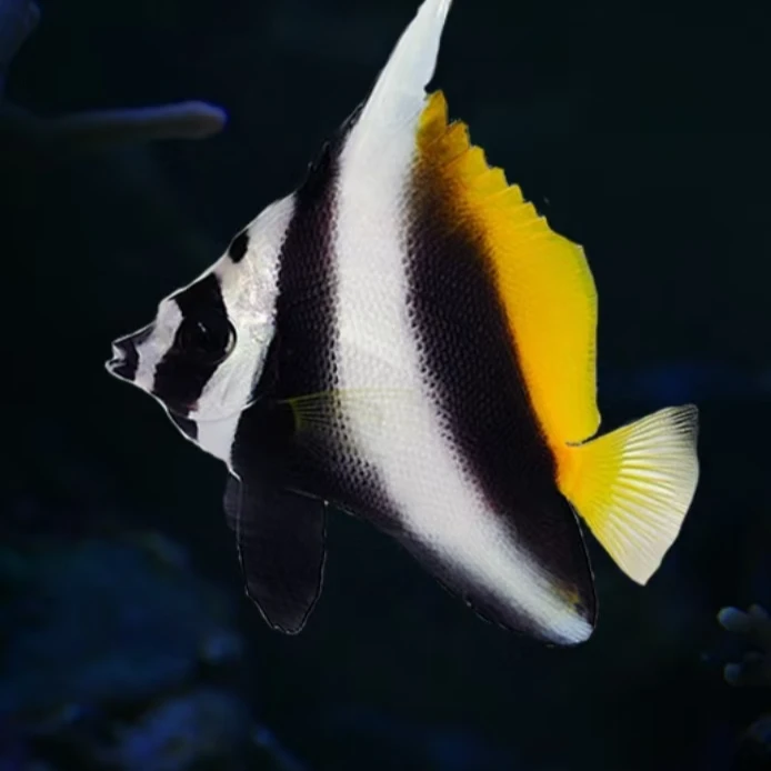 金鬼刀海水观赏鱼售后开箱视频免包装费