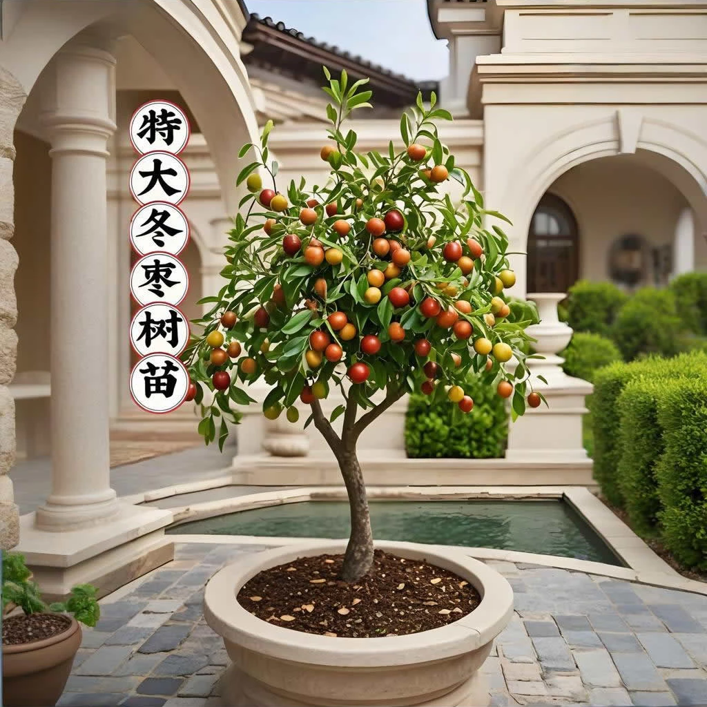 特大冬枣树苗超甜冰糖脆枣苗南方北方种植阳台小院盆栽地栽果树苗