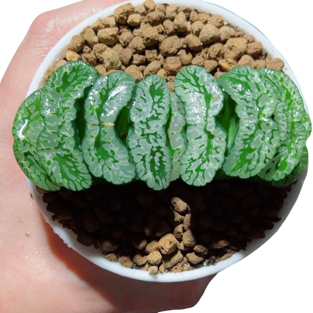 玄武玉扇【满18包邮】