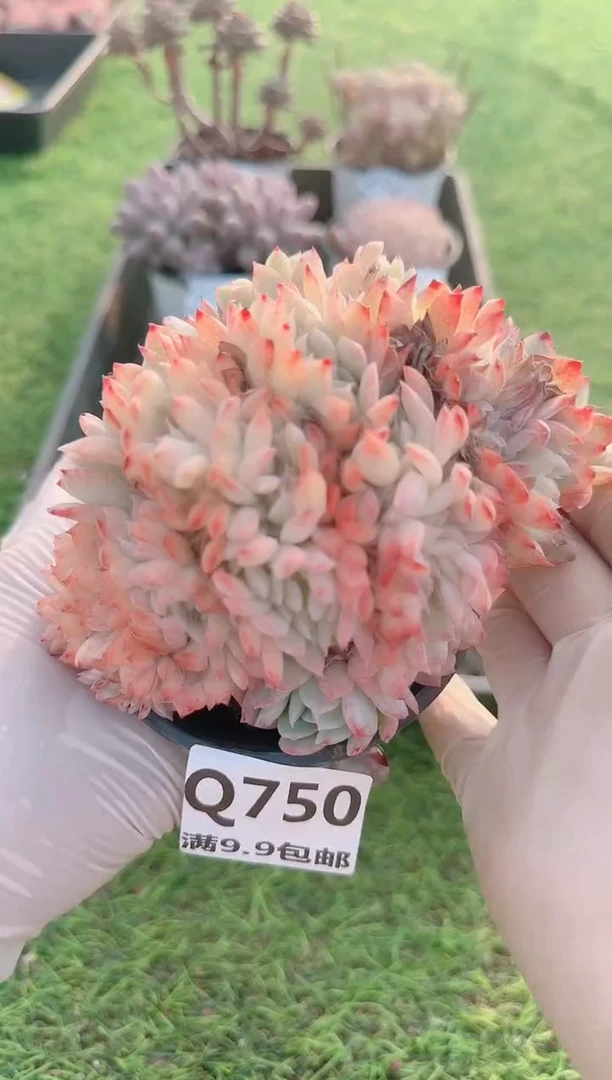 【闪购商品】梦会多肉一物一拍