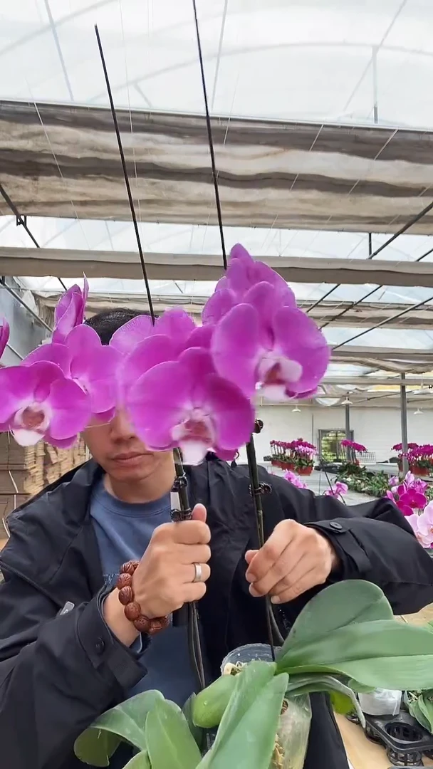 完全开放掉花残叶素心2棵，无售后