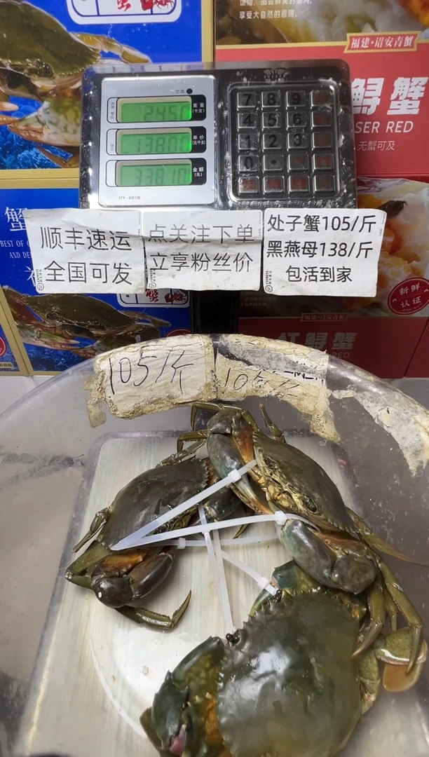 中国大陆青蟹大公蟹
