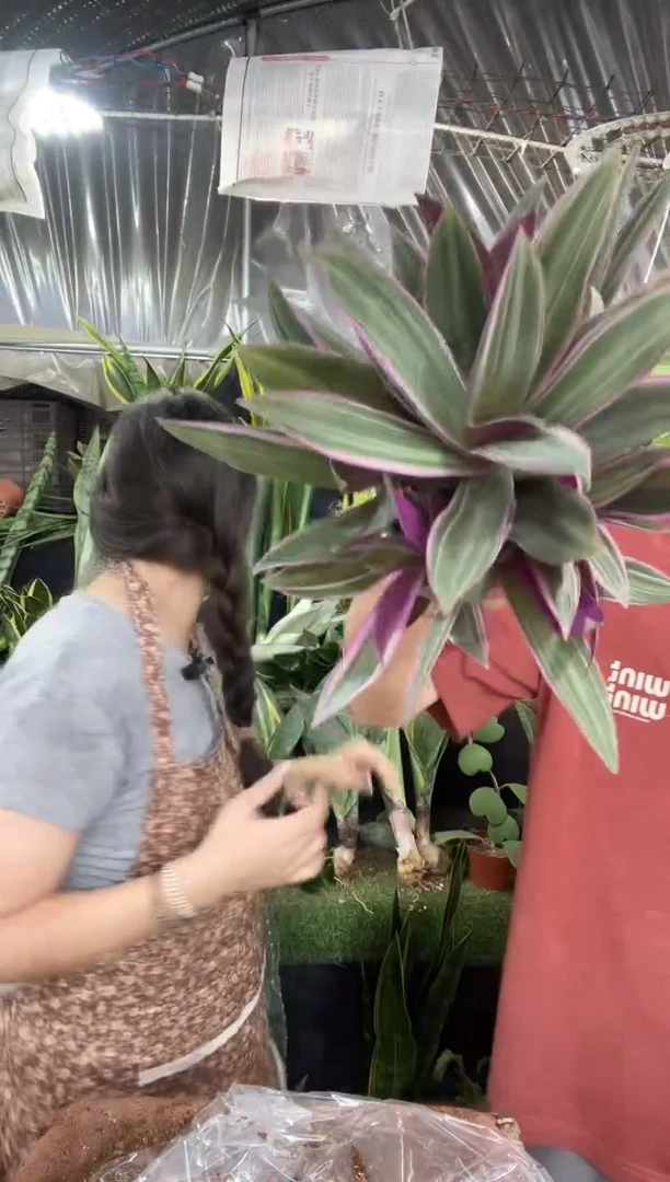 紫露兰带盆土9.9