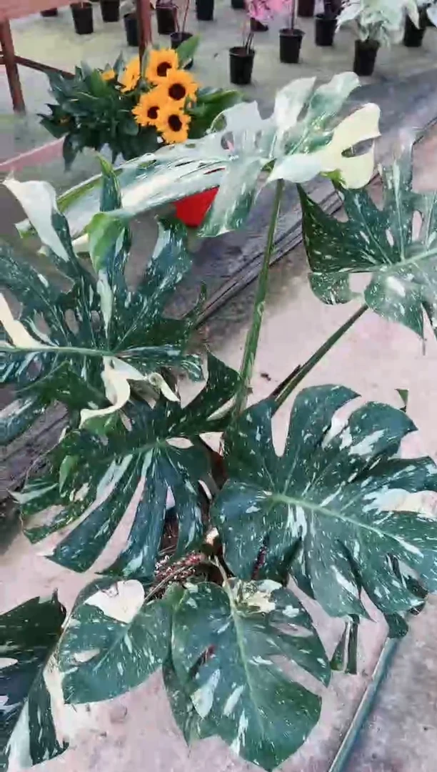 A3  5加仑洒金一颗