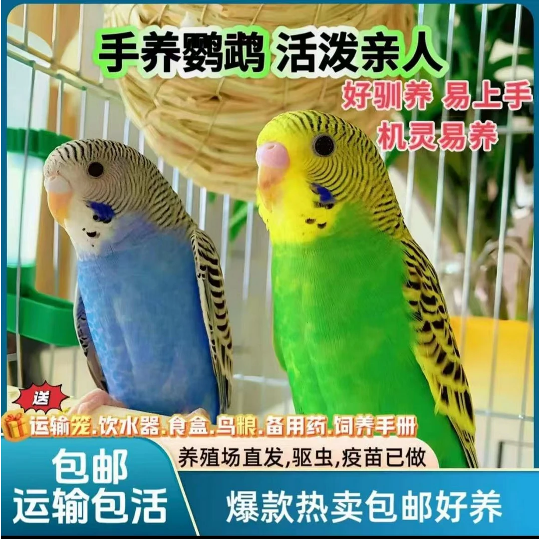 2只 会説話 的彩色虎皮鹦鹉鹦鹉小鸟手养亲人上手不咬人