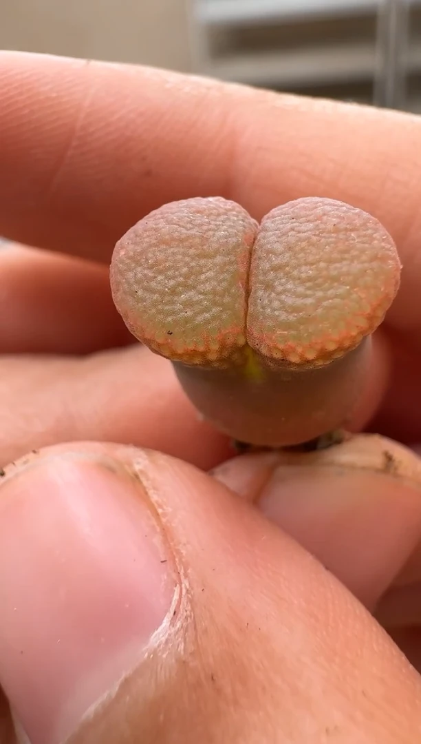 肉石头（25-31）1054一颗