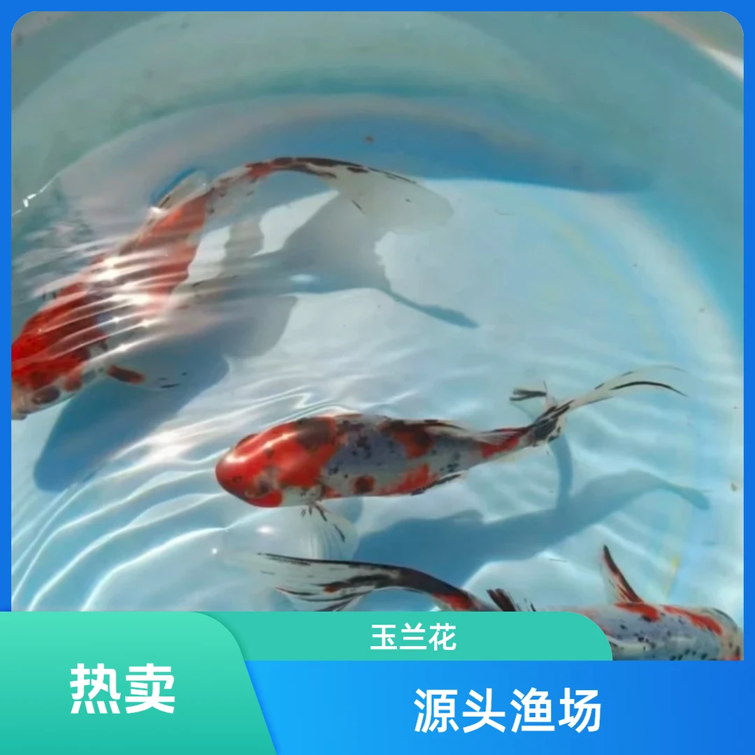 【进阶】水墨玉兰花 8-10cm  新手混养耐活 超萌宠物适合鱼缸 包邮