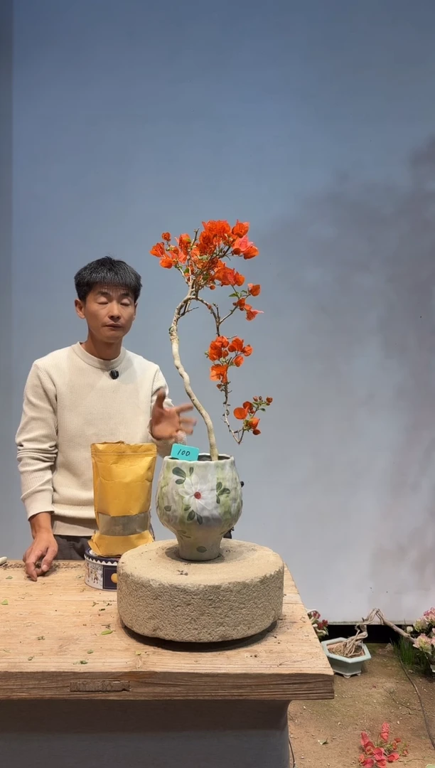 以实际为准三角梅100