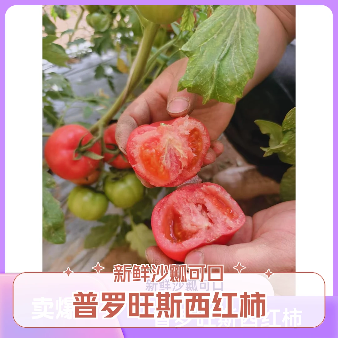 普罗旺斯水果西红柿新鲜自然沙瓤水果番茄农产品