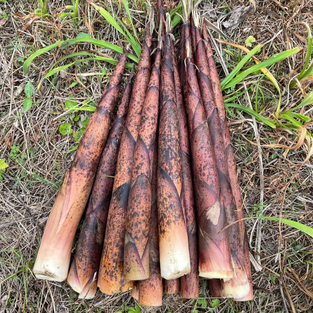 春笋农家当季蔬菜现挖深山新鲜好吃小竹笋带壳现拔现发鲜嫩花壳笋