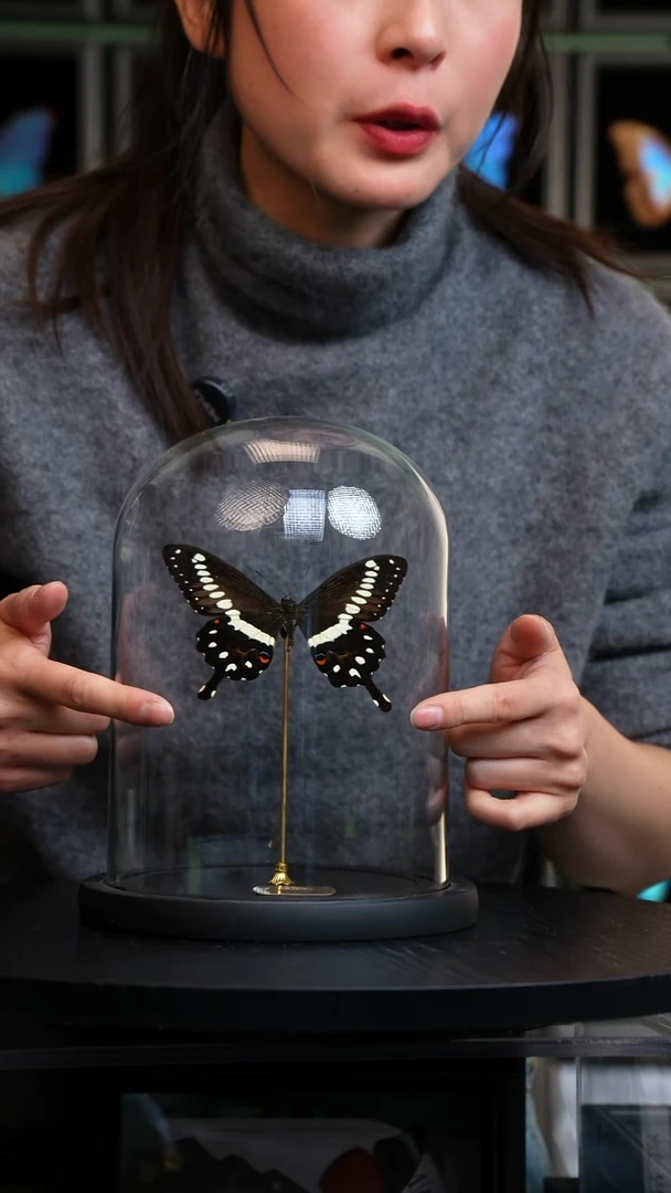 洛翠凤蝶玻璃罩款