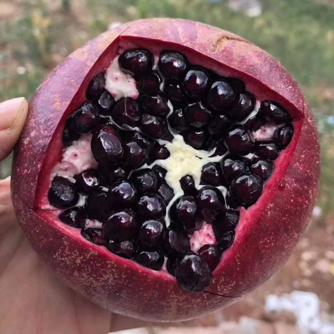 酸甜大果石榴盆栽地栽可种植的优质水果植株