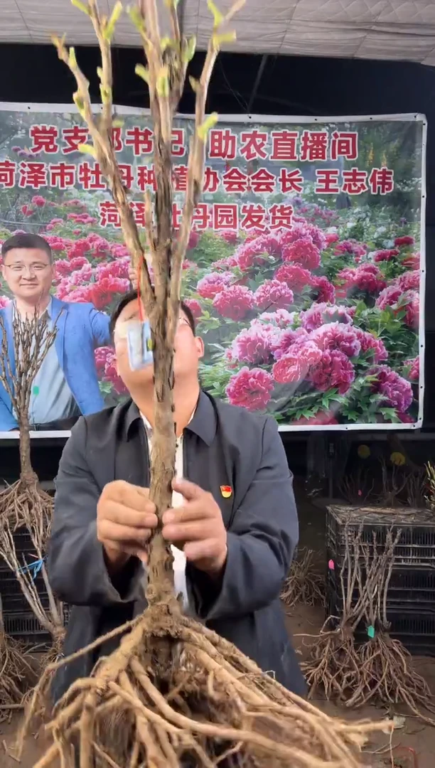 闪购菏泽牡丹园  皇冠81