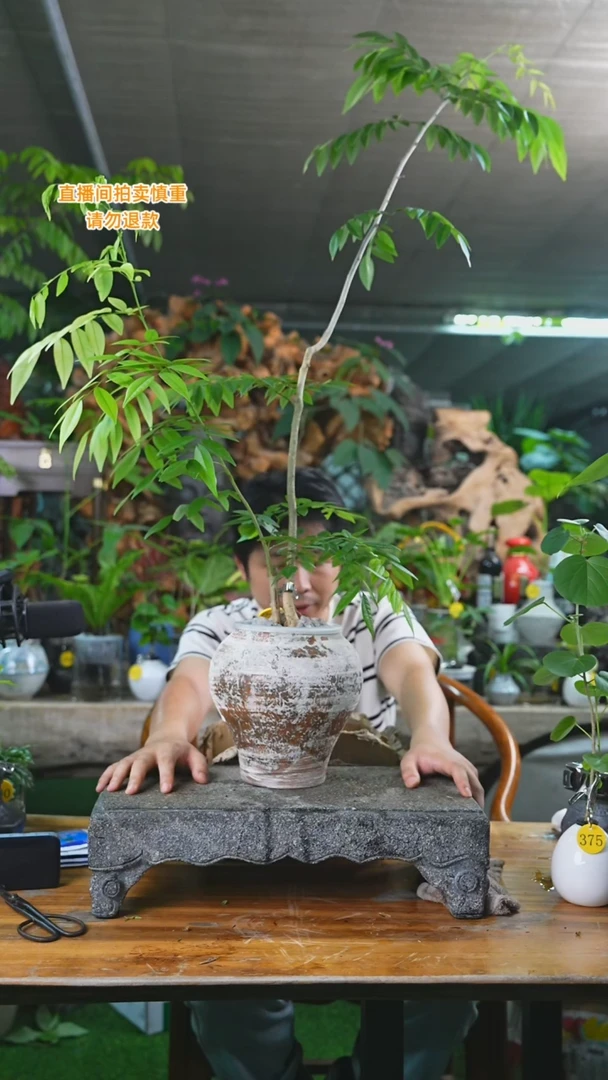 当前无花栽培后可以开花黄花梨021+