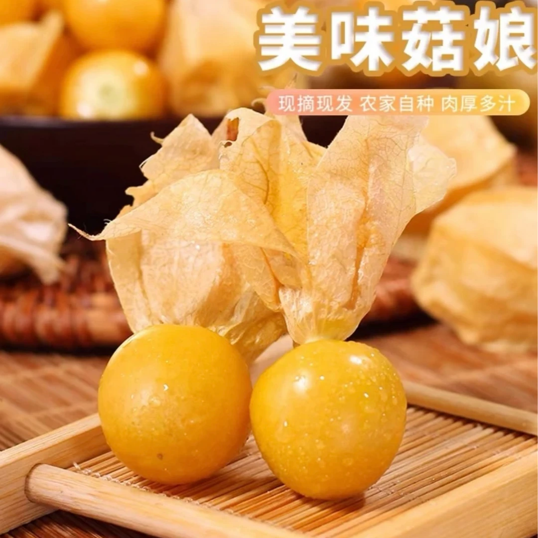 【一口爆汁】姑娘果灯笼果当季新鲜采摘现摘现发香甜爽口奶香多汁