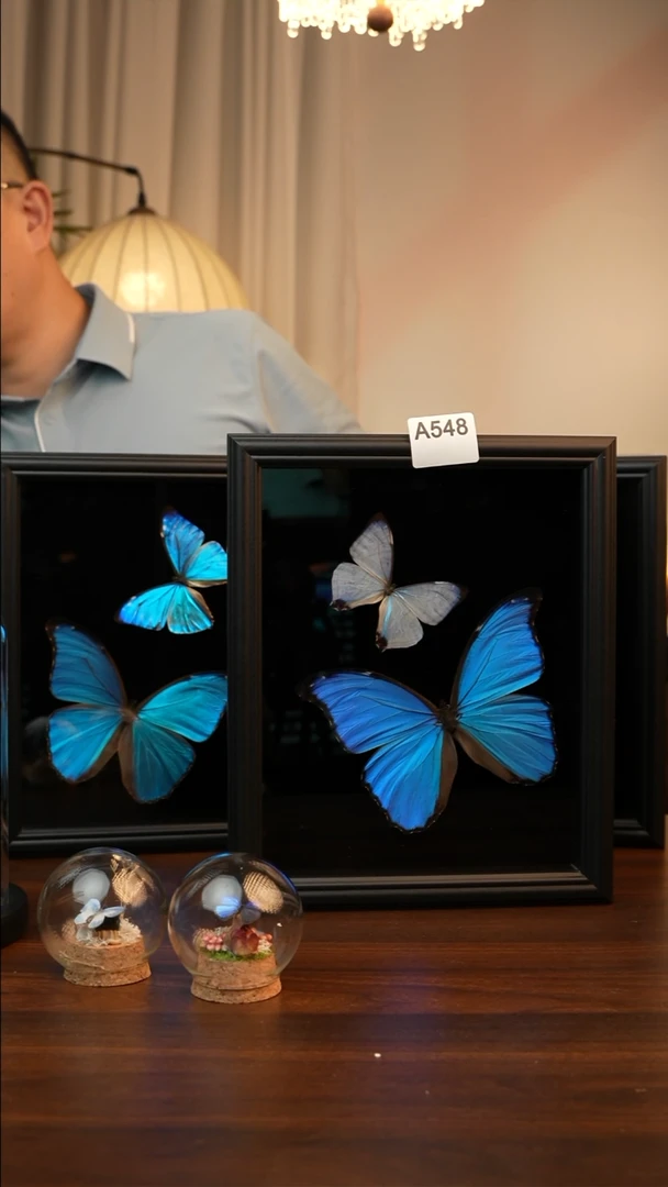 瘦***瘦夜明珠＋大蓝闪蝶双蝶组合A548