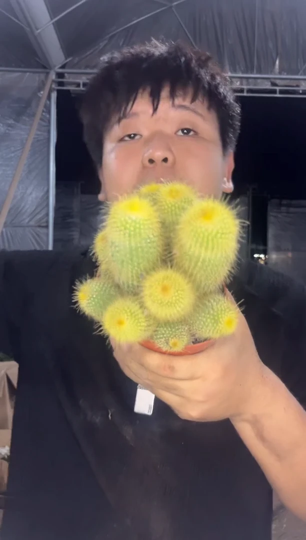 金丝猴 群生【带根】