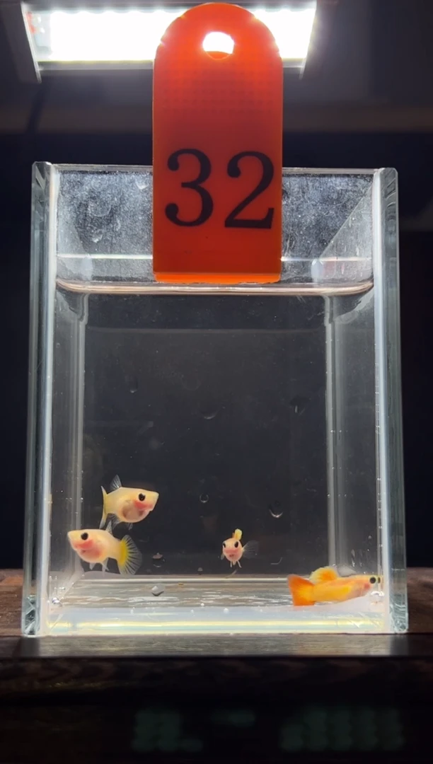 孔雀鱼皇家日落普通体32