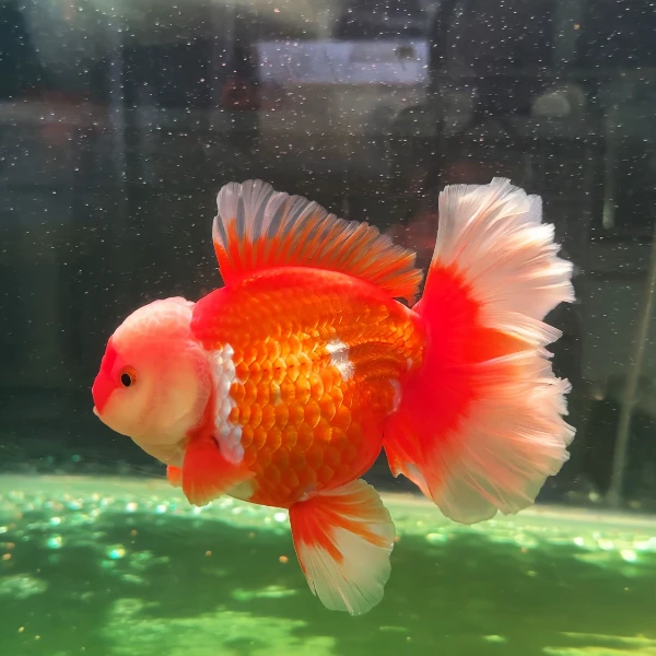 （鱼苗）长尾百褶泰狮金鱼专业陆运发货箱保护金鱼安全到家饲养活体