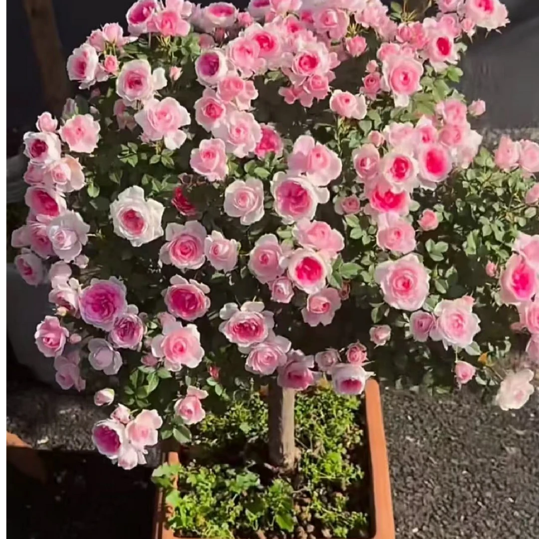 月季花卉 阳台微月系列