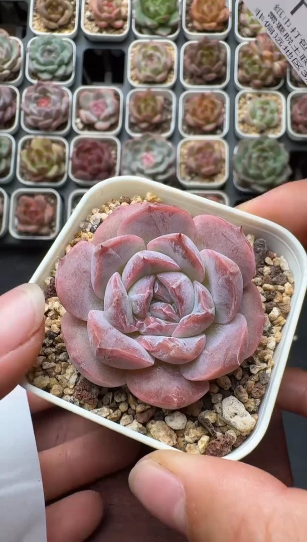 595带盆土发 当场拍3颗以上包柚 多肉植物 一物一拍