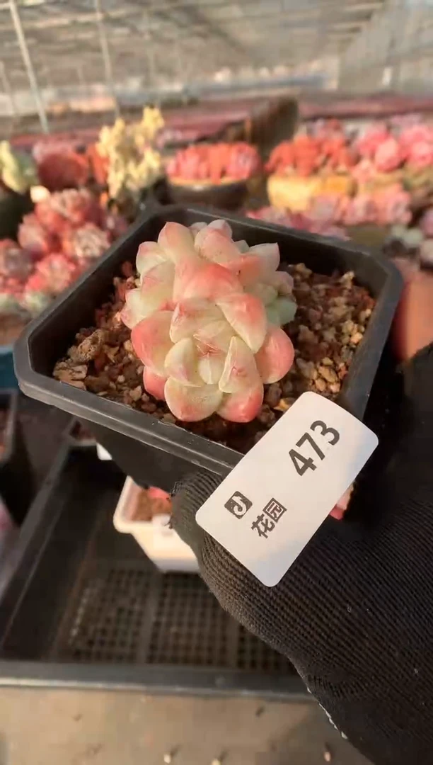 473冰玉一物一拍