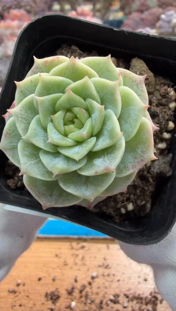 东云多肉园二店-285