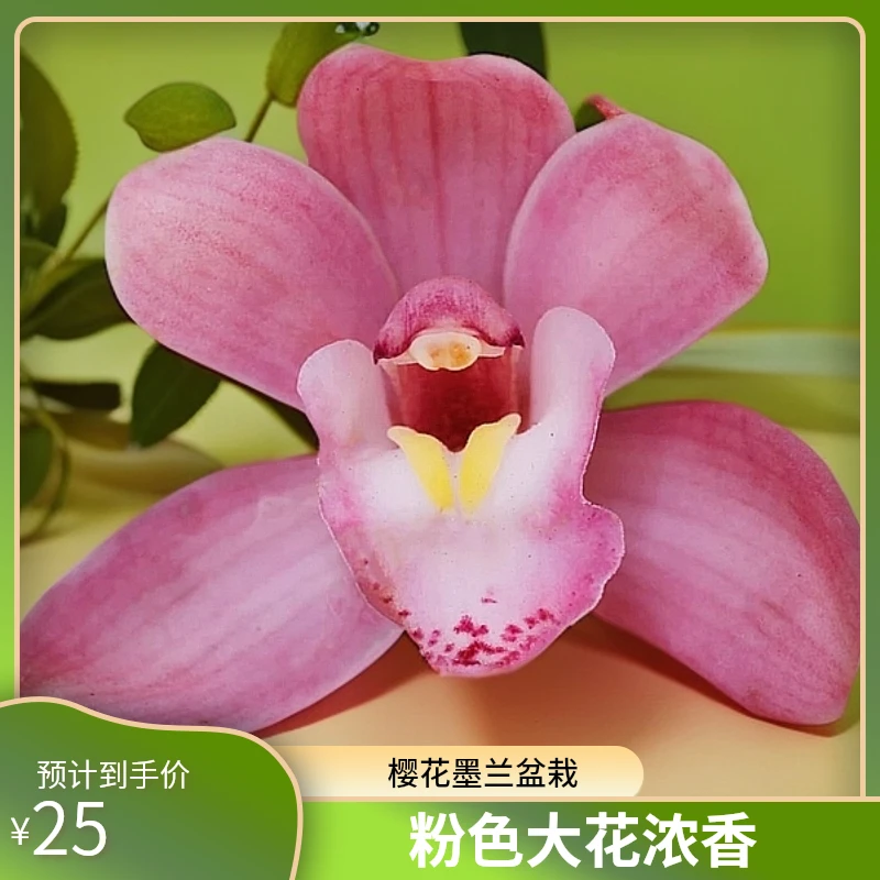 【浪漫樱花】墨兰粉色花，大花浓香兰花室内绿植盆栽花卉