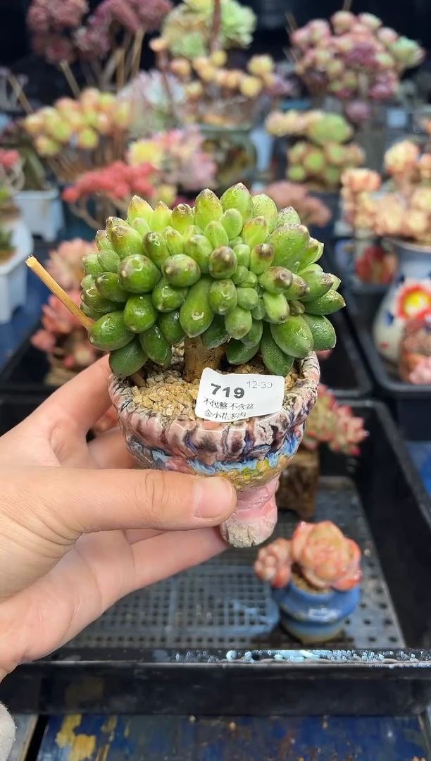 【闪购商品】719不带盆