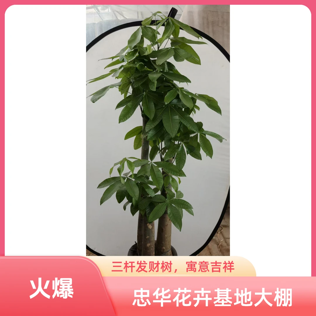 【步步高发财树】（H：1.8-1.9m）新家乔迁/公司剪彩/
