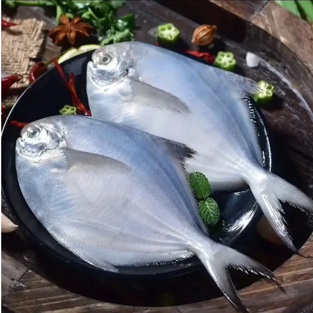 【东海】宁波东海海捕码头直发深海新鲜鲳鱼肉质鲜美顺丰冷链包邮