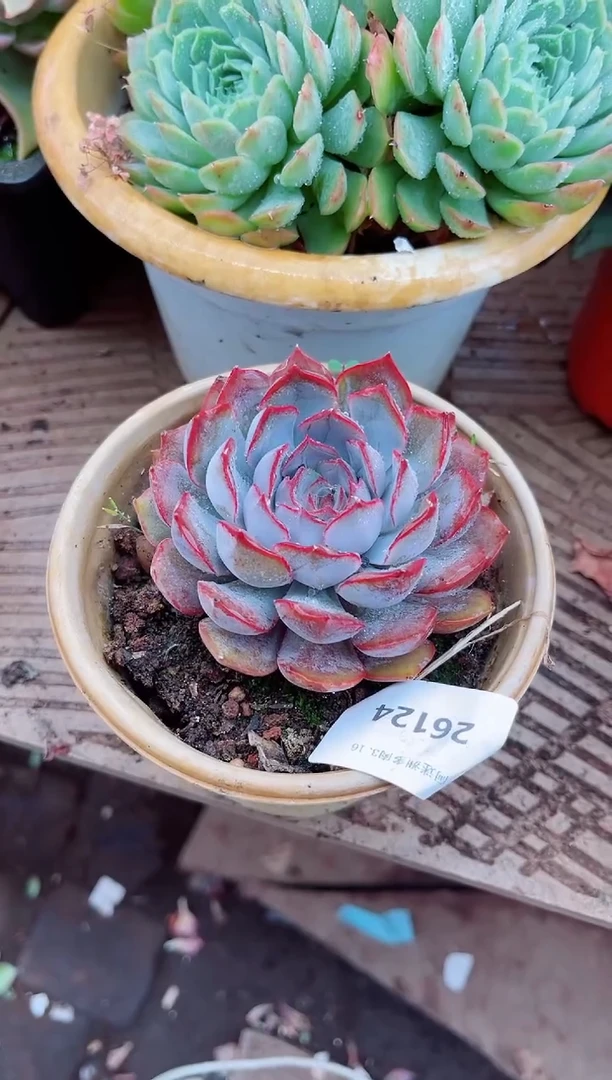 昕*26124多肉植物一物一拍
