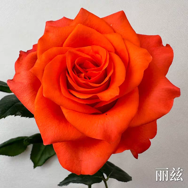 【丽兹】玫瑰花苗大花浓香四季月季阳台庭院花卉绿植盆栽耐寒
