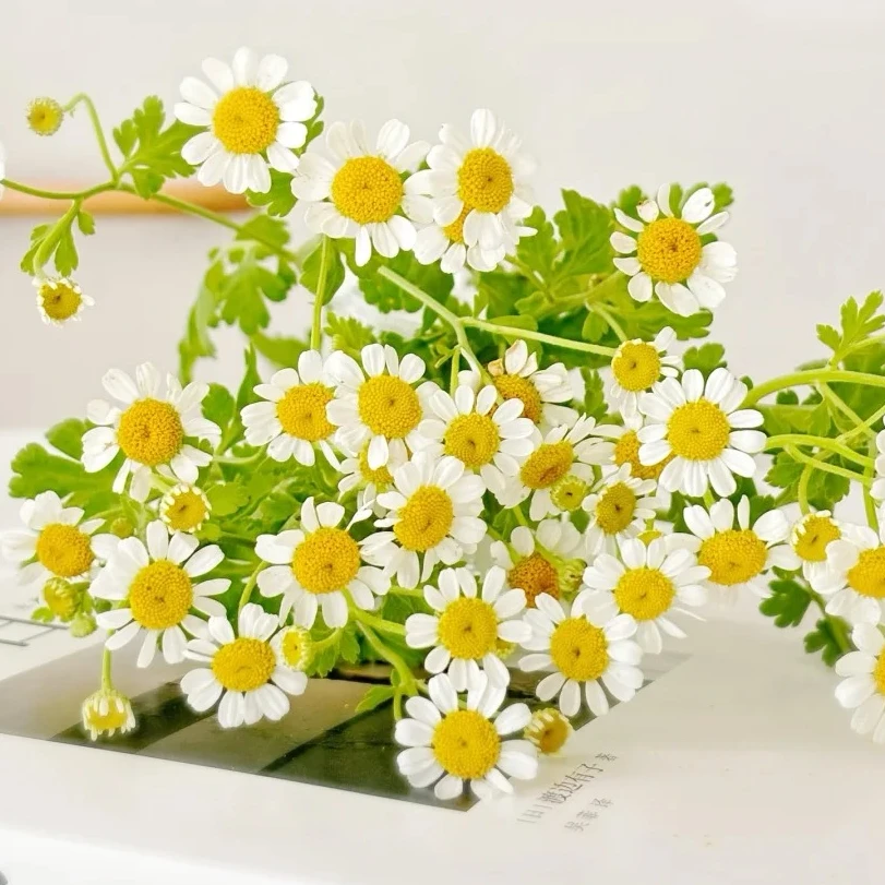 【碎花裙丨洋甘菊】洋甘菊鲜花