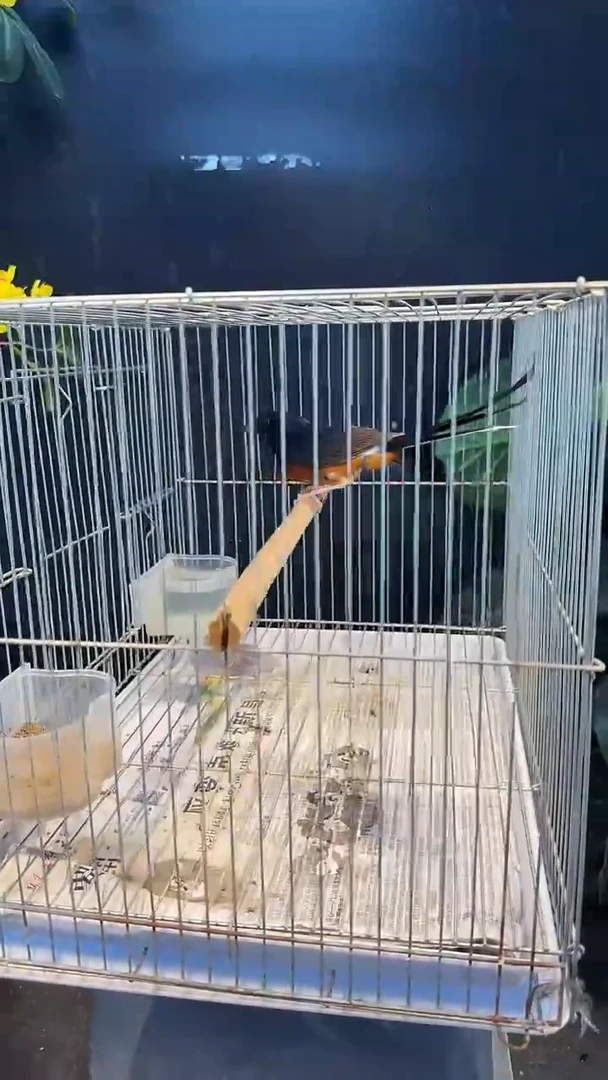 虎皮鹦鹉6号 长尾  养笼0元起拍
