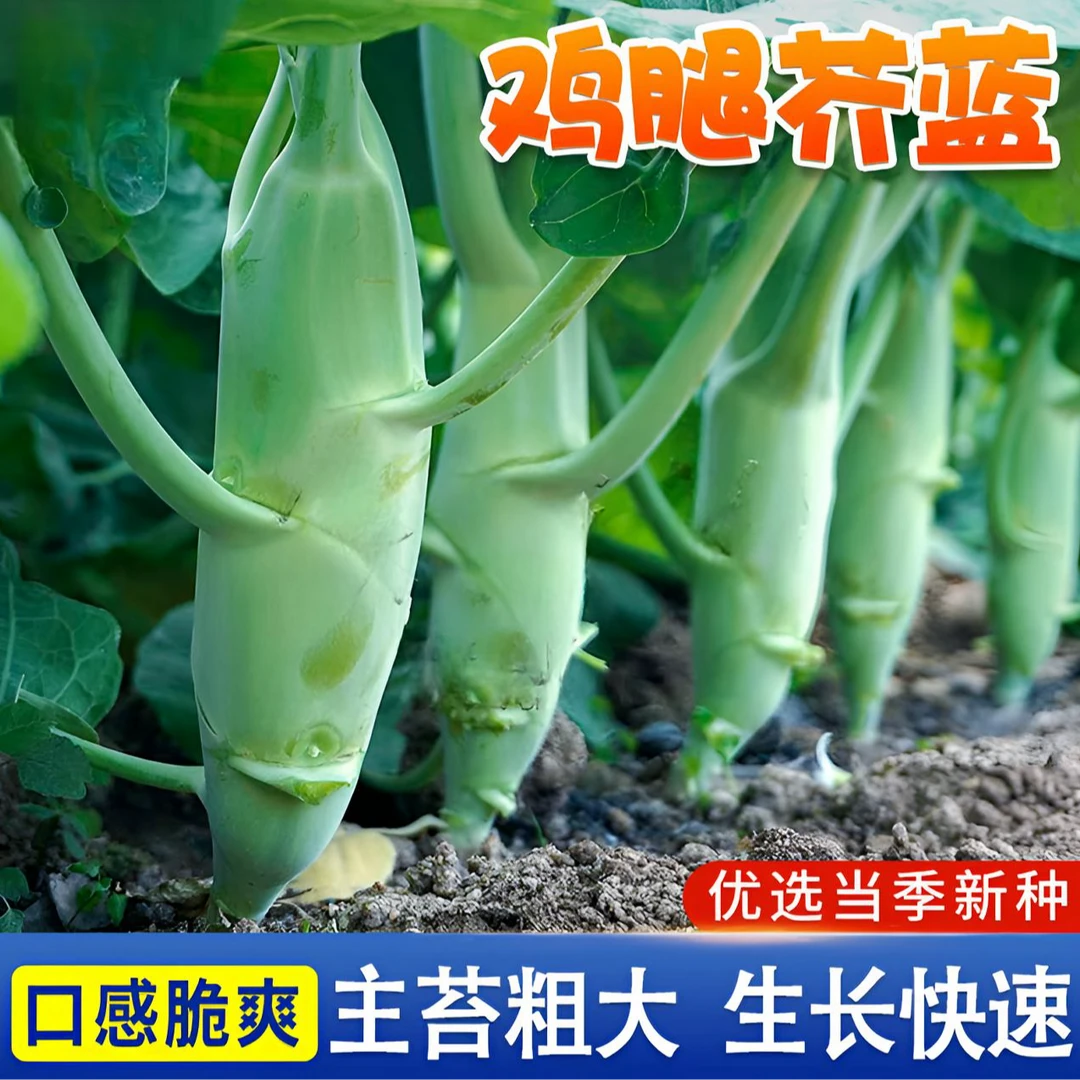 【鸡腿芥兰种子】甜脆粗条芥蓝种籽菜园四季阳台小院盆栽蔬菜种植