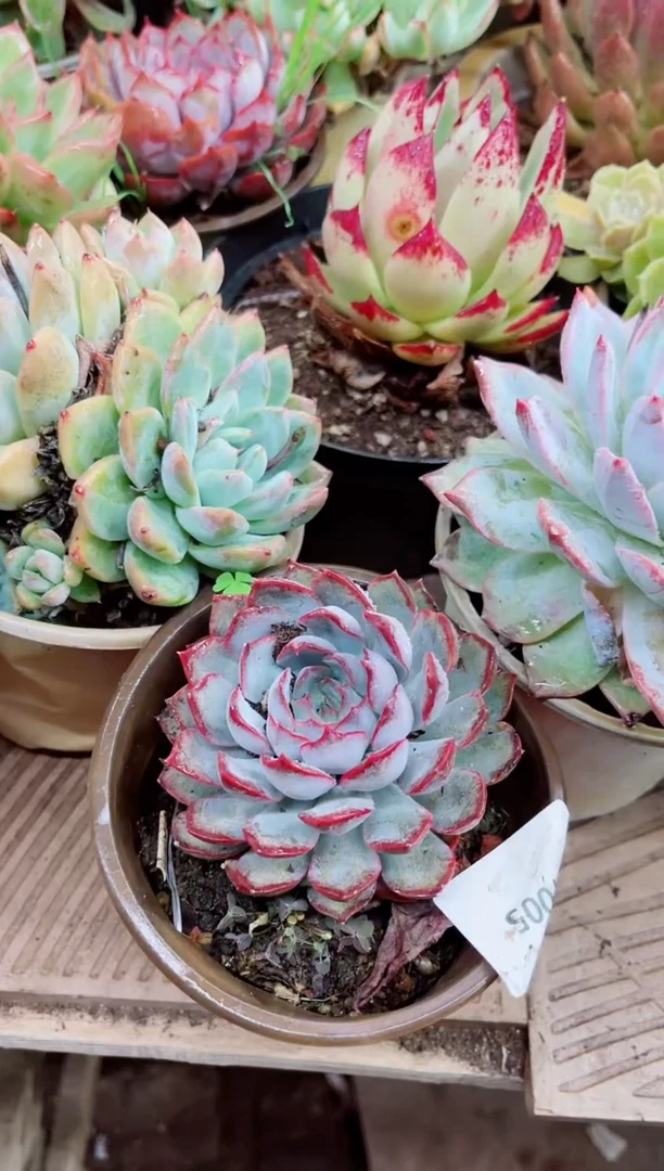 椰*31005多肉植物一物一拍