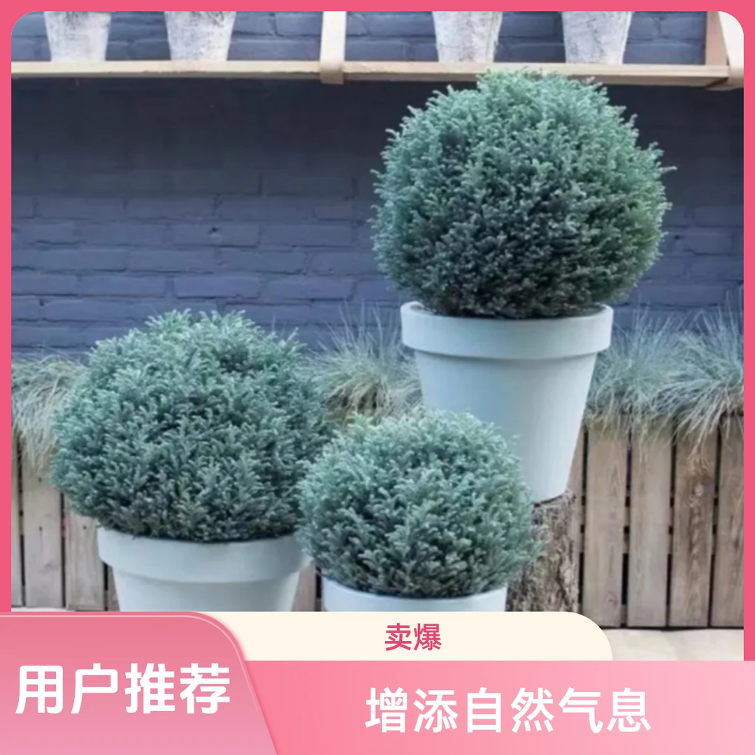 【蓝湖柏】蓝色波尔瓦彩叶针叶树四季常绿松柏耐寒花境好养观叶绿植