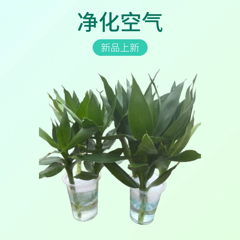 两盆水培观音竹客厅卧室净化空气盆栽植物