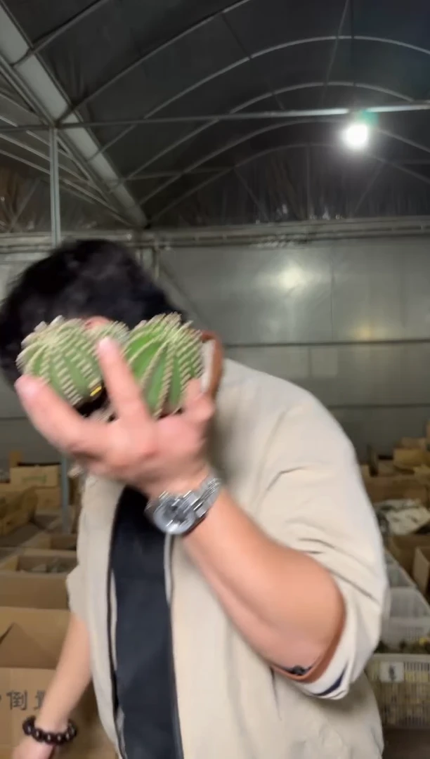 4颗  短豪刺 金刚【带根】