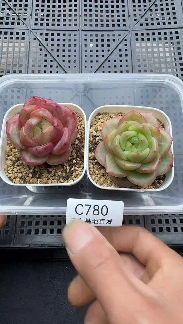 珍妮杂交多肉C780