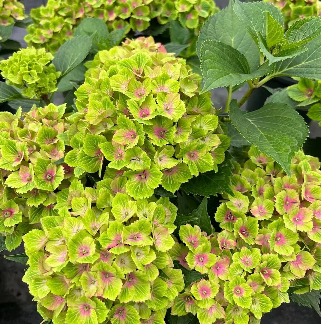 【魔幻珊瑚 绣球老桩】 精修细剪 不带花  带盆 发货 基地发