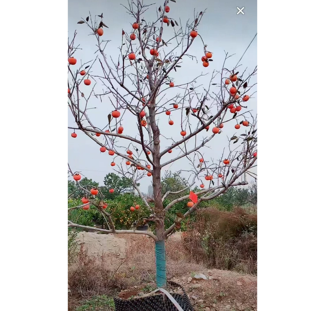 适合南北方种植可庭院栽种的柿子树老桩果树苗