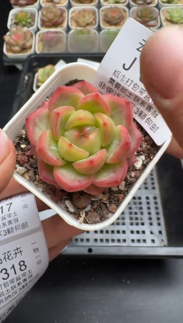 316J云禹多肉植物 带盆土纸巾打包 当天拍3颗包邮