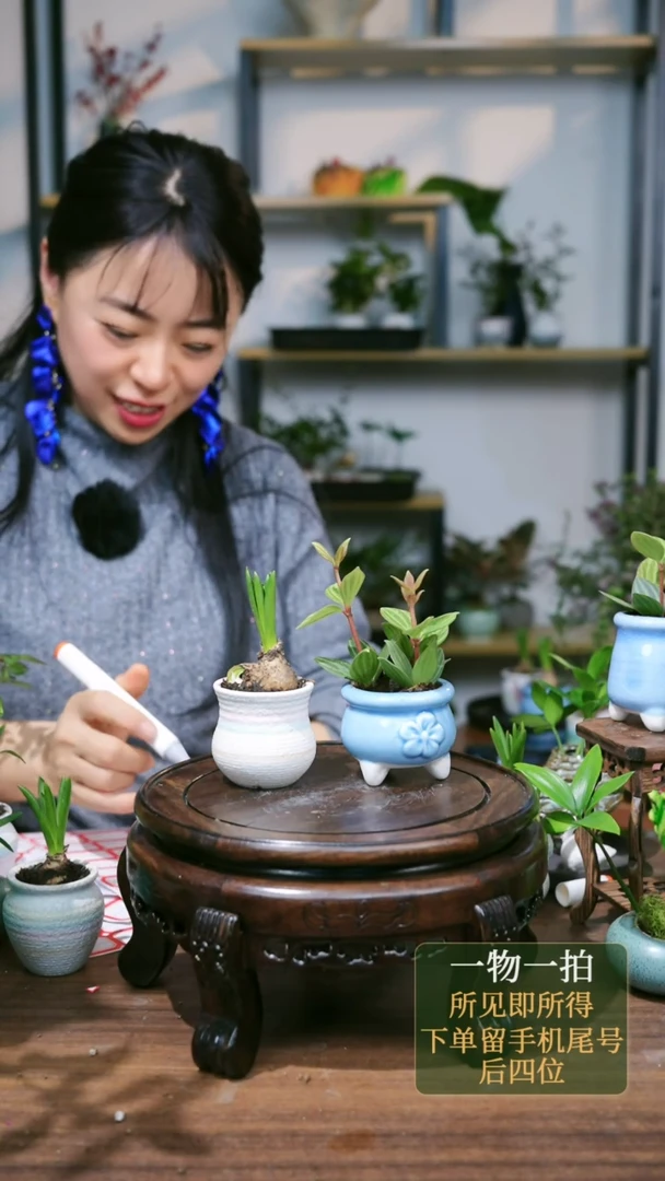 【闪购商品】198--7960风信子轮叶豆瓣绿