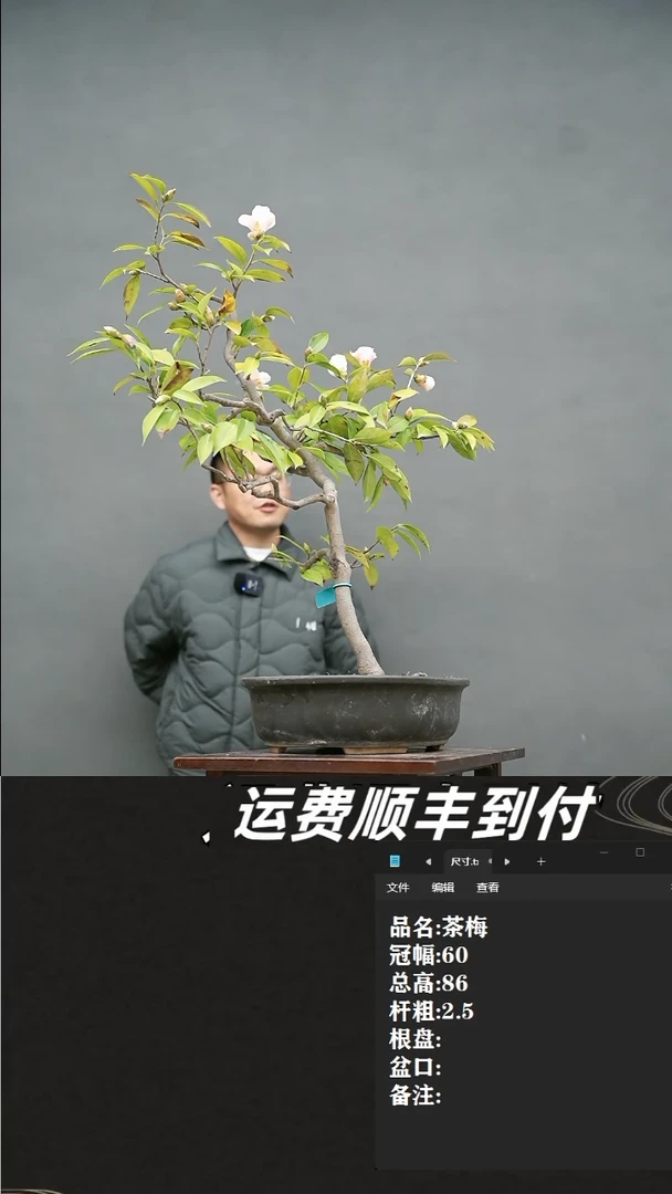 【闪购商品】8 茶梅