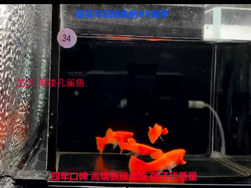 孔雀鱼红头双分水2对